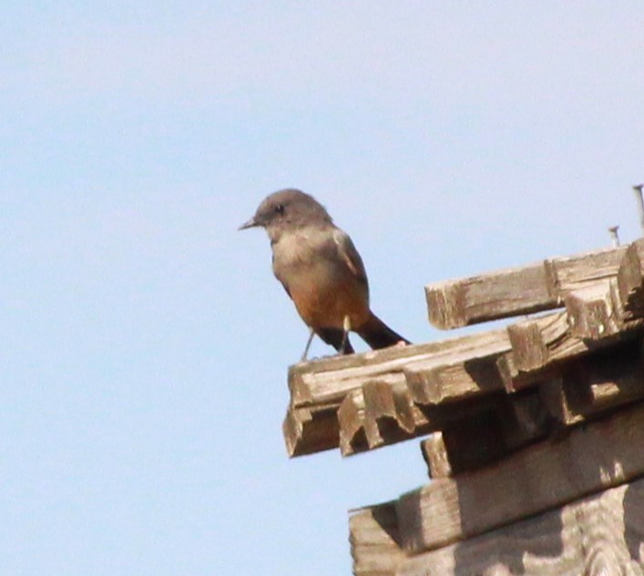 Say's Phoebe - ML623371314