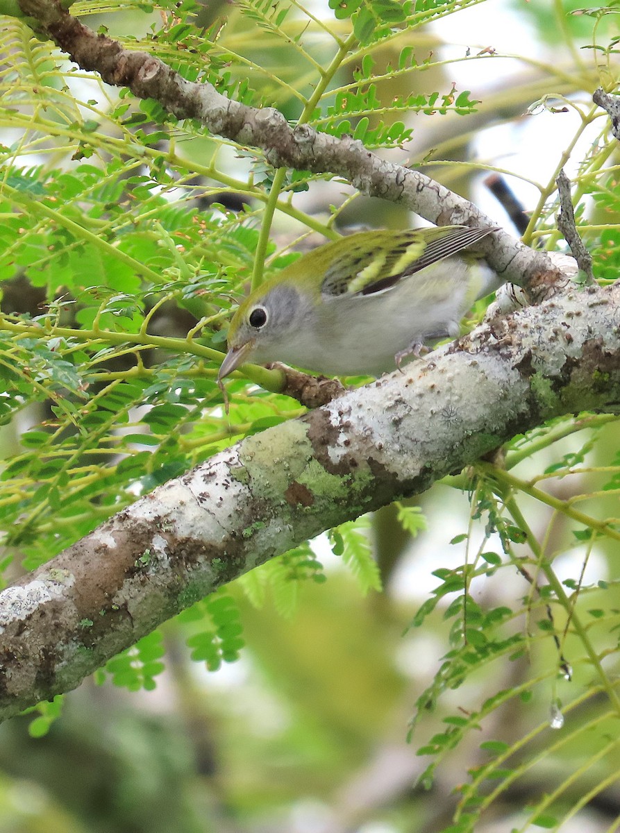 Chestnut-sided Warbler - ML623371341