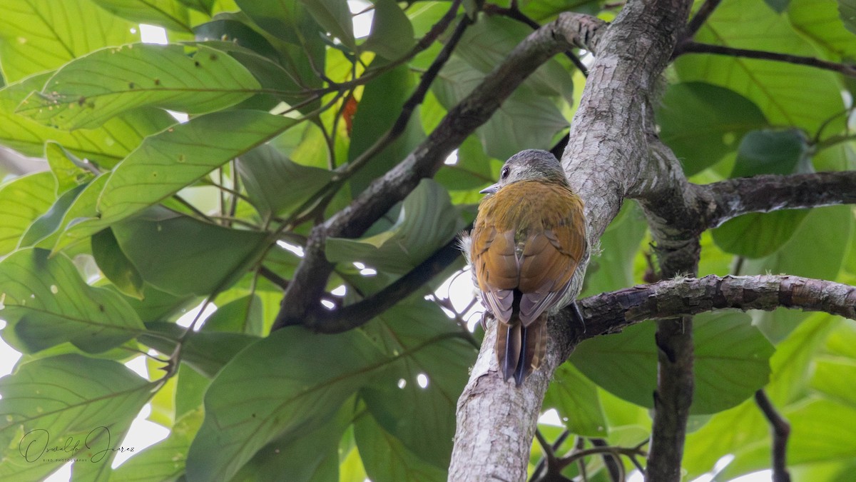 Gray-crowned Woodpecker - ML623371378