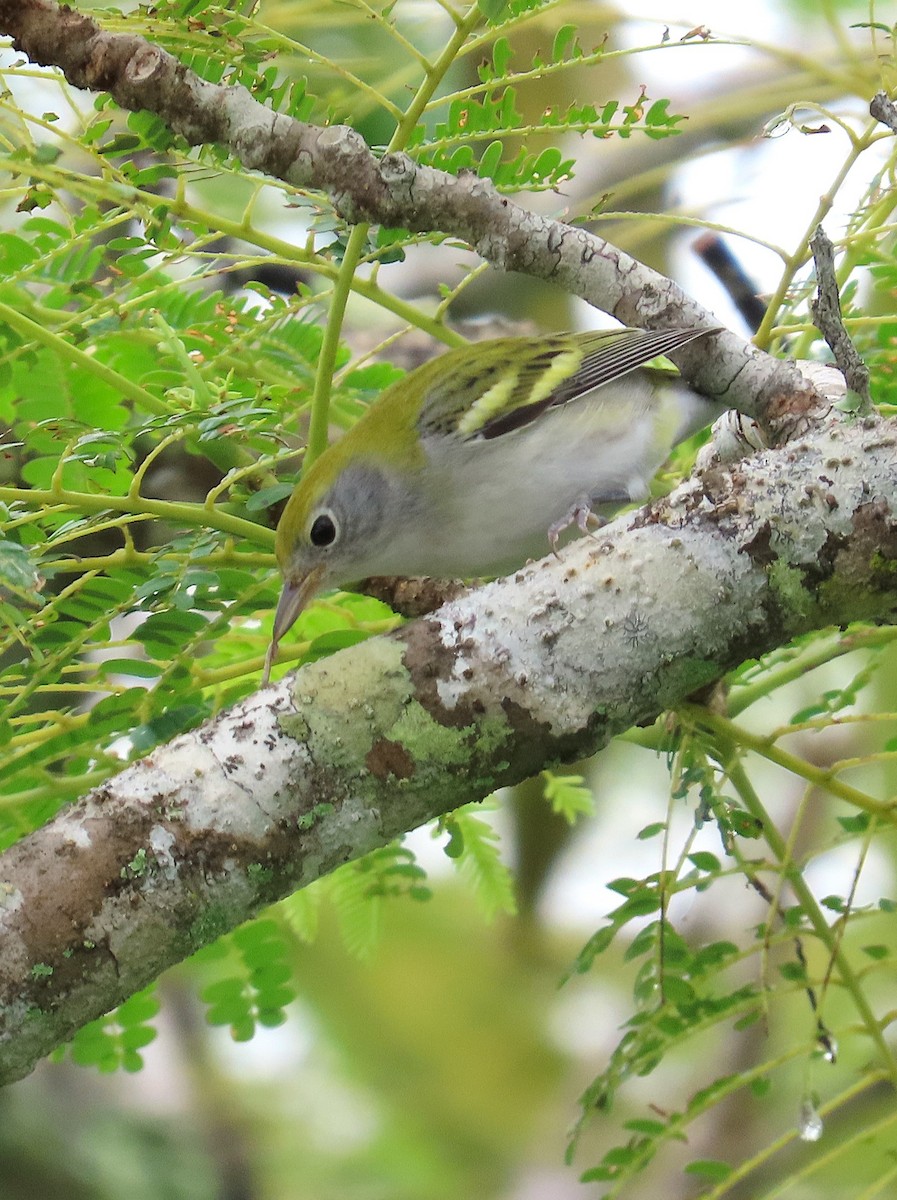 Chestnut-sided Warbler - ML623371386