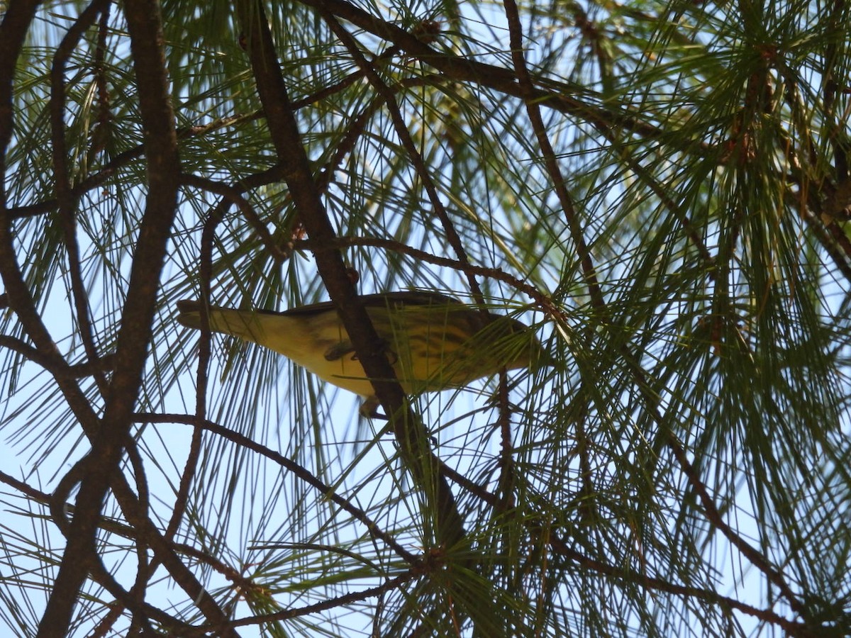 Cape May Warbler - ML623371414