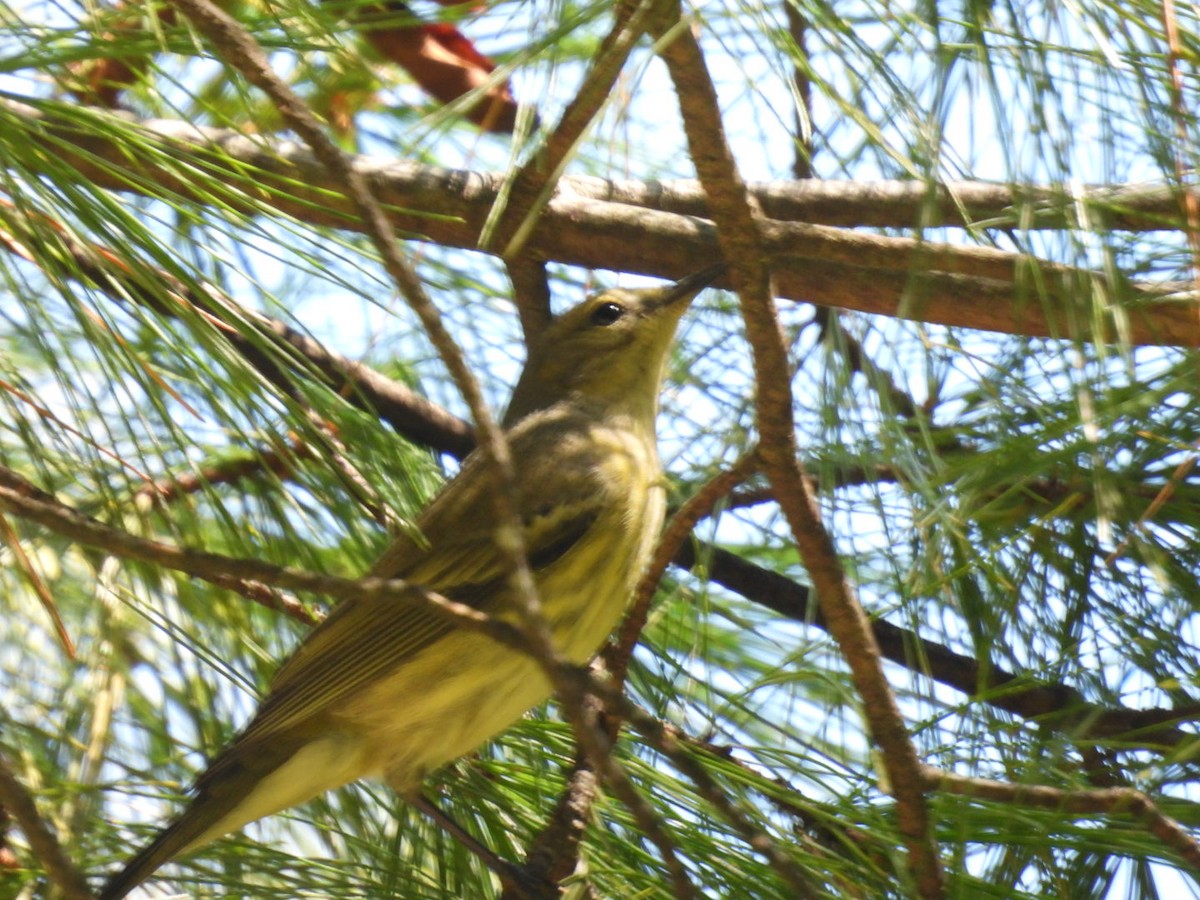 Cape May Warbler - ML623371415