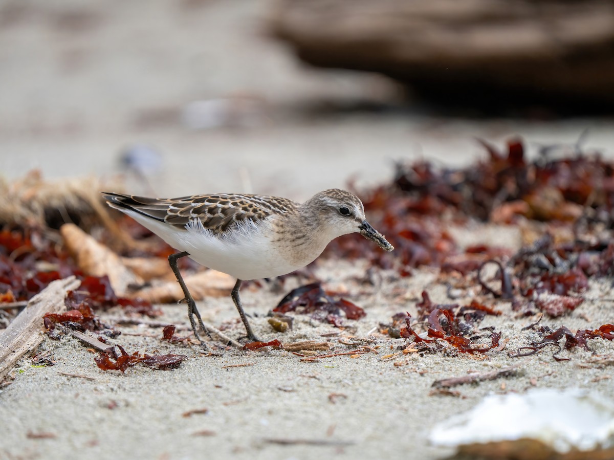 Correlimos Semipalmeado - ML623371416