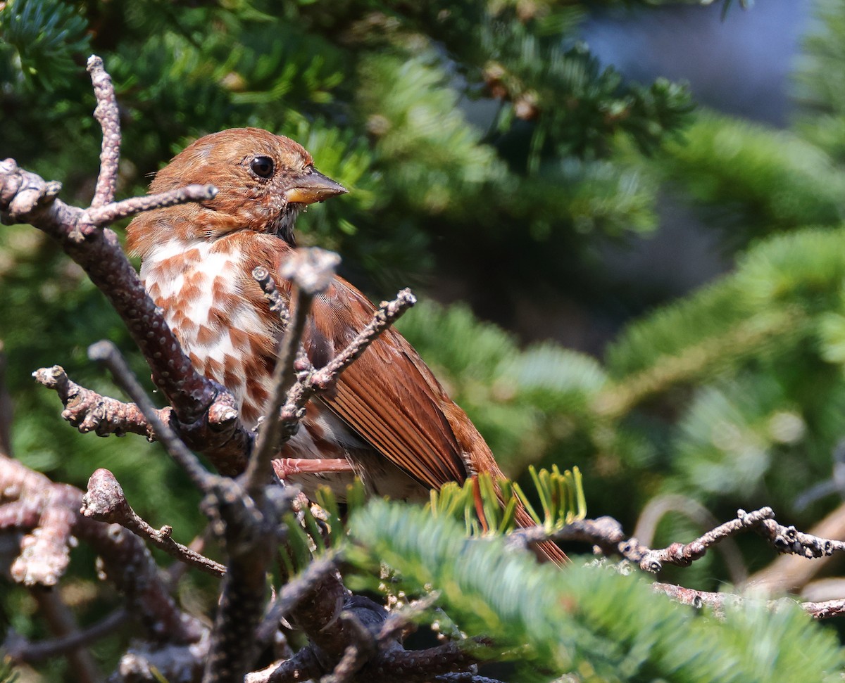 Fox Sparrow (Red) - ML623371507