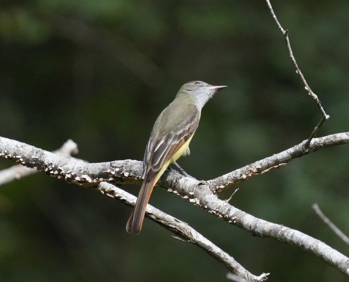 Great Crested Flycatcher - ML623371521