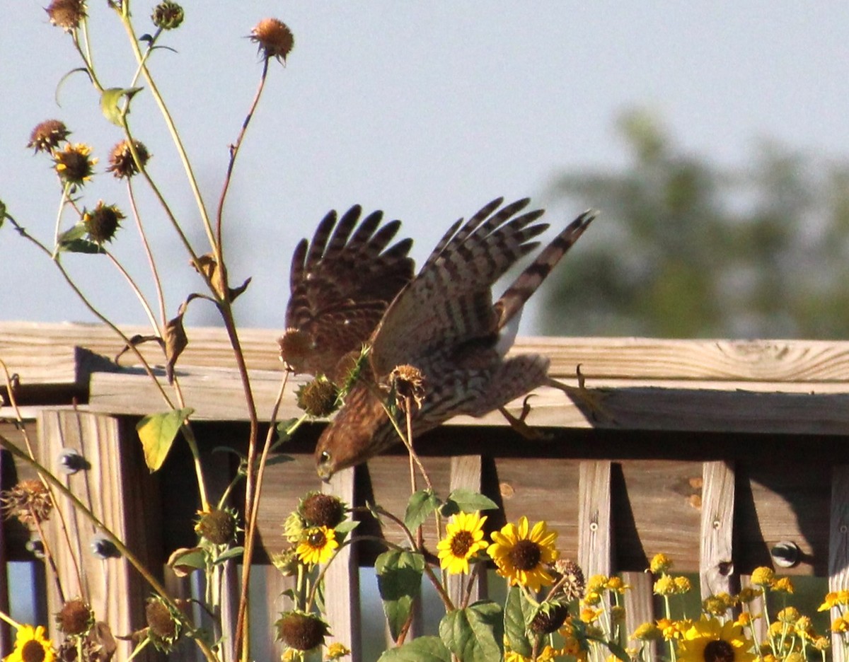 Cooper's Hawk - ML623371522