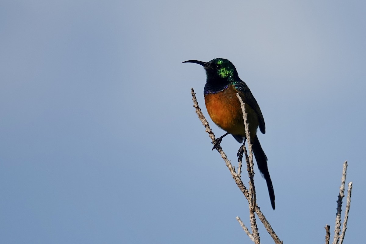 Orange-breasted Sunbird - ML623371531