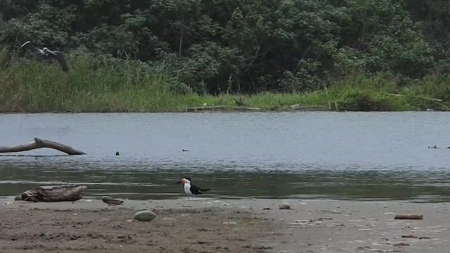 Black Skimmer - ML623371565