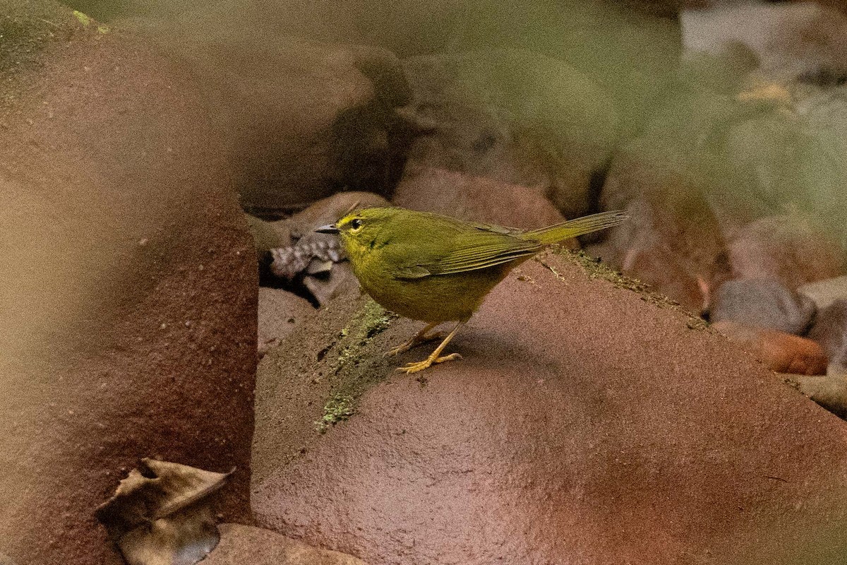 Two-banded Warbler - Eric VanderWerf