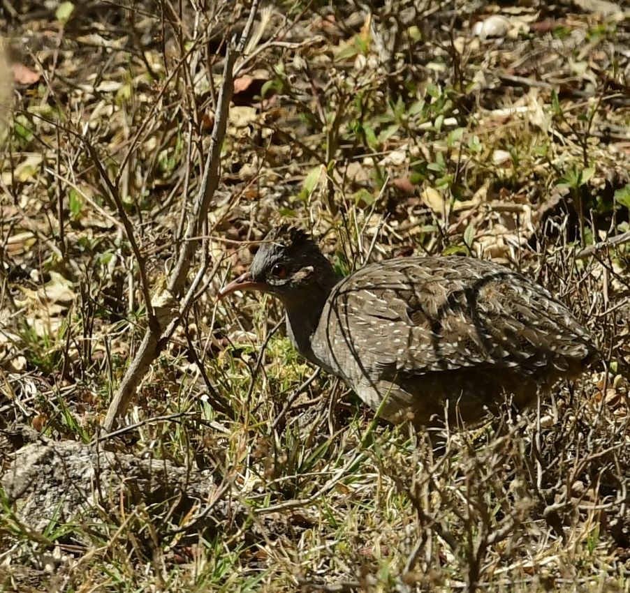 Andean Tinamou - ML623371645