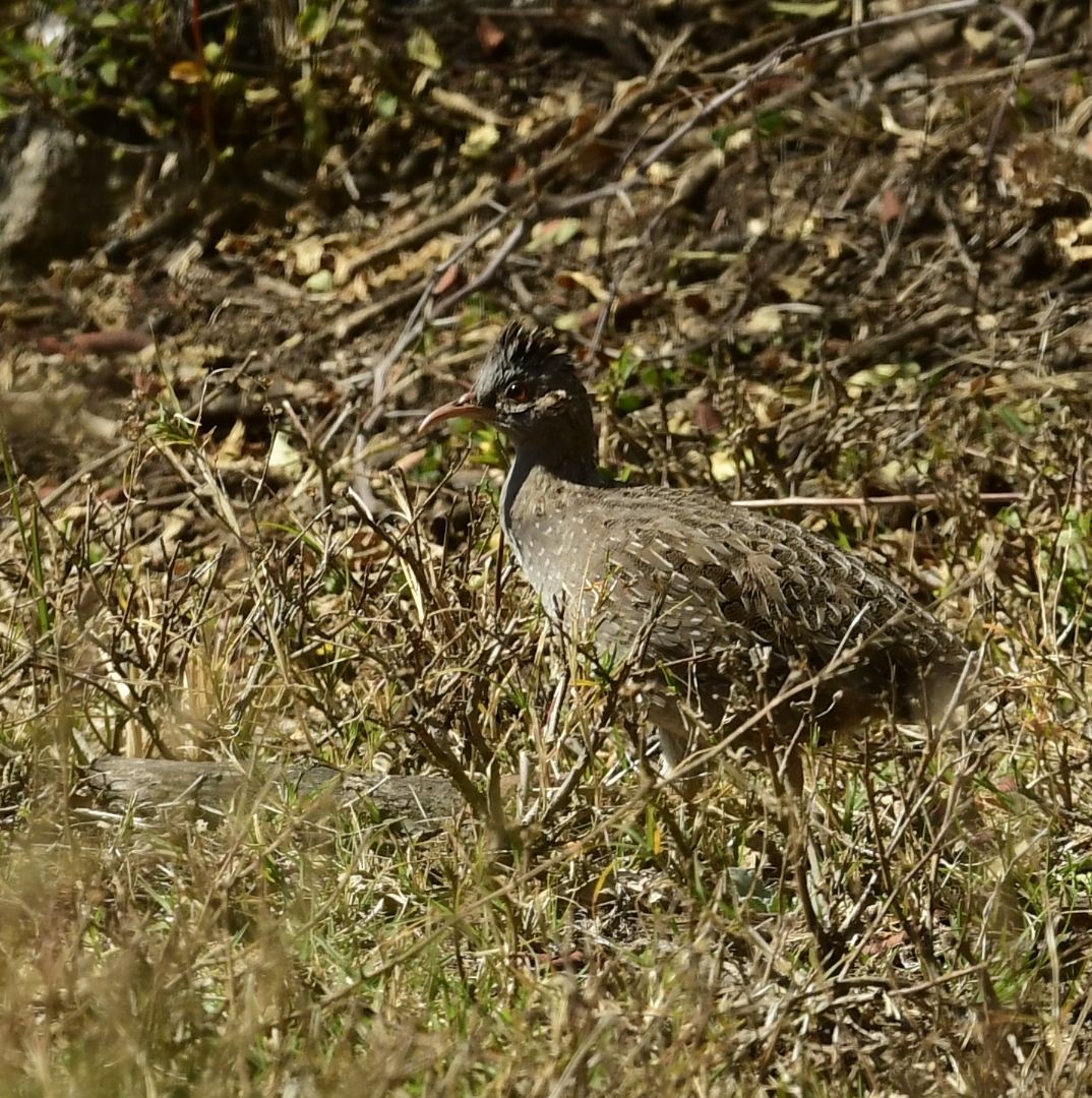 Andean Tinamou - ML623371646