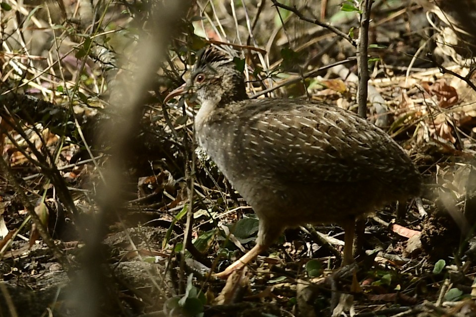 Andean Tinamou - ML623371654