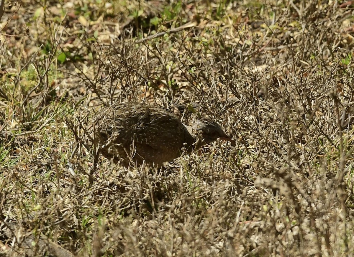 Andean Tinamou - ML623371663