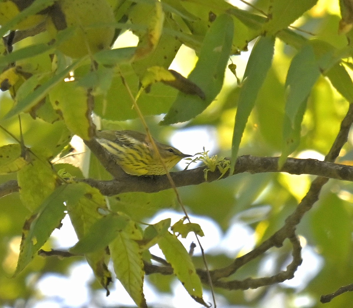 Paruline tigrée - ML623371673