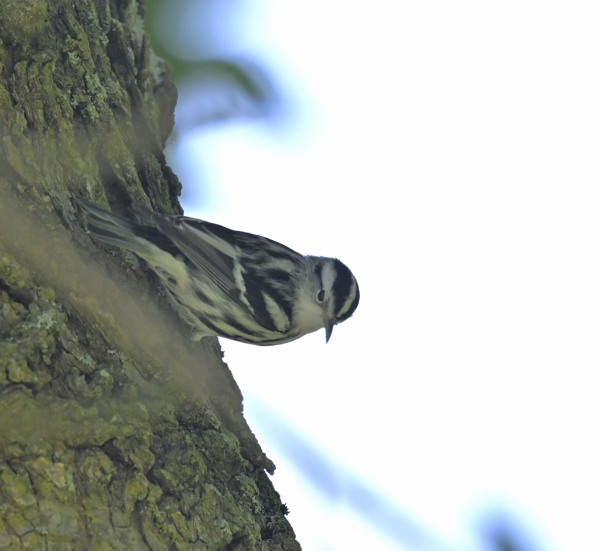 Black-and-white Warbler - ML623371706