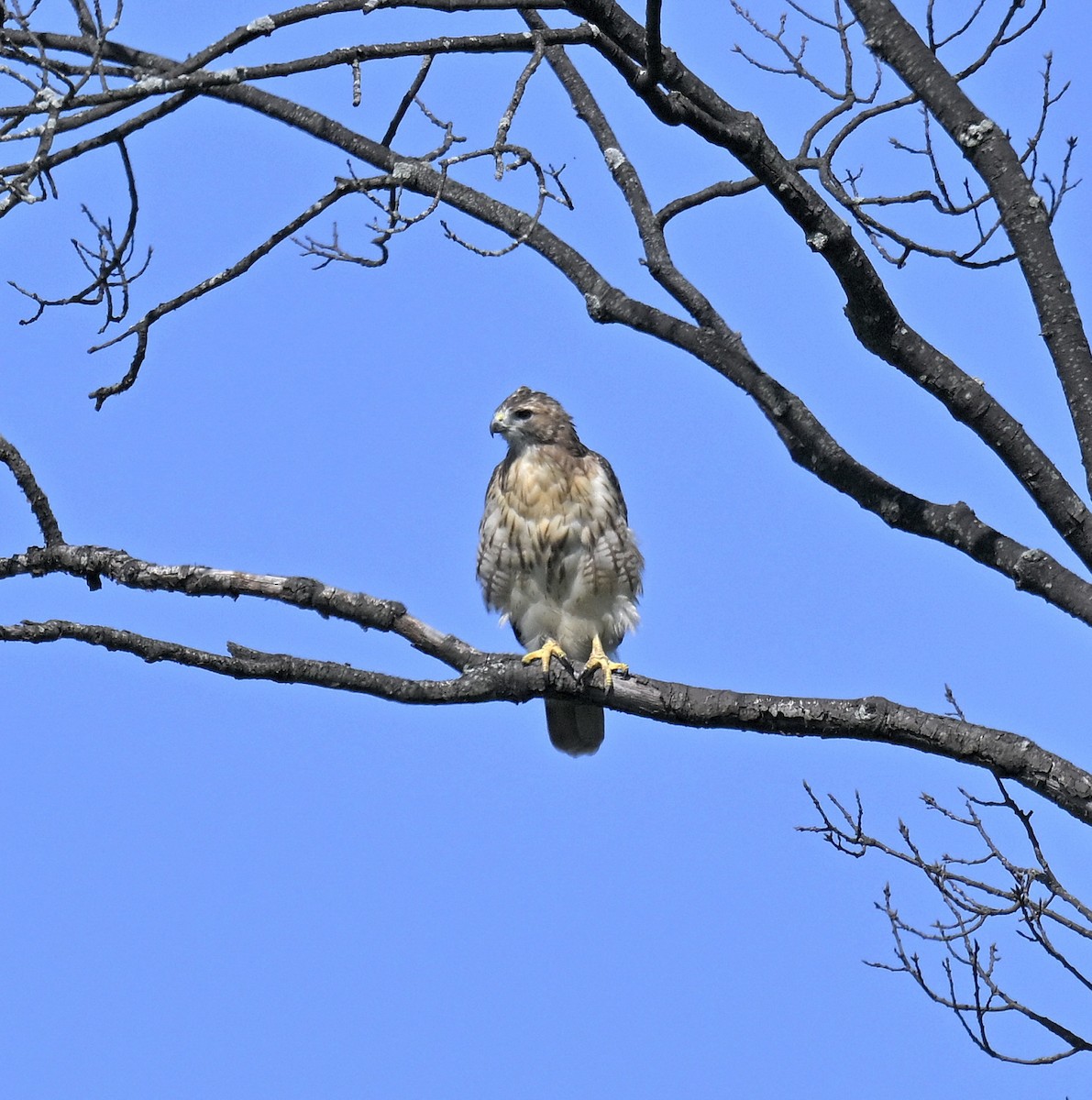 Red-tailed Hawk - ML623371723