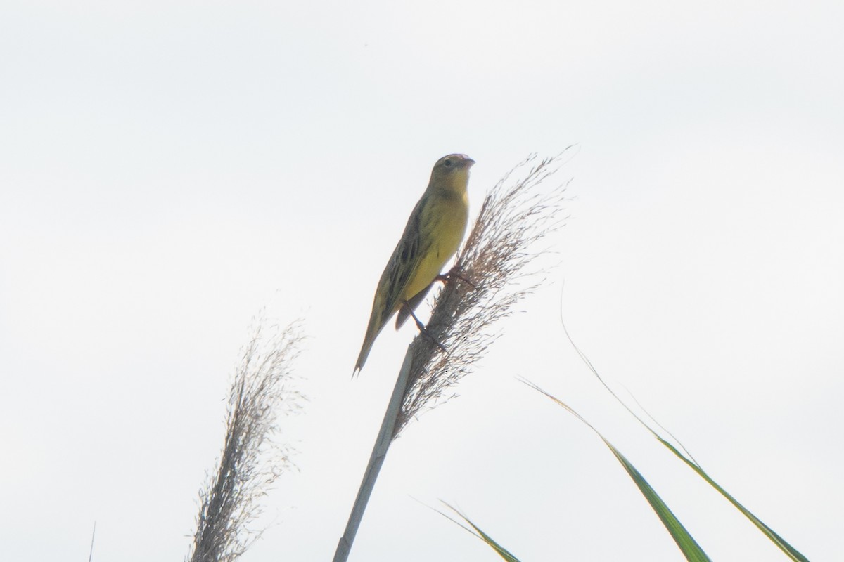 bobolink americký - ML623371735