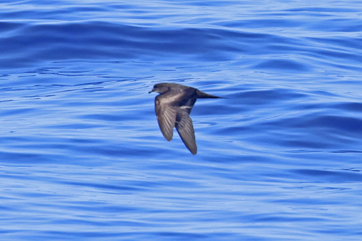 Bulwer's Petrel - ML623371765