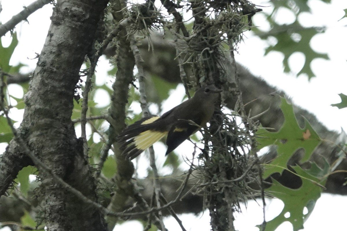 American Redstart - ML623371789