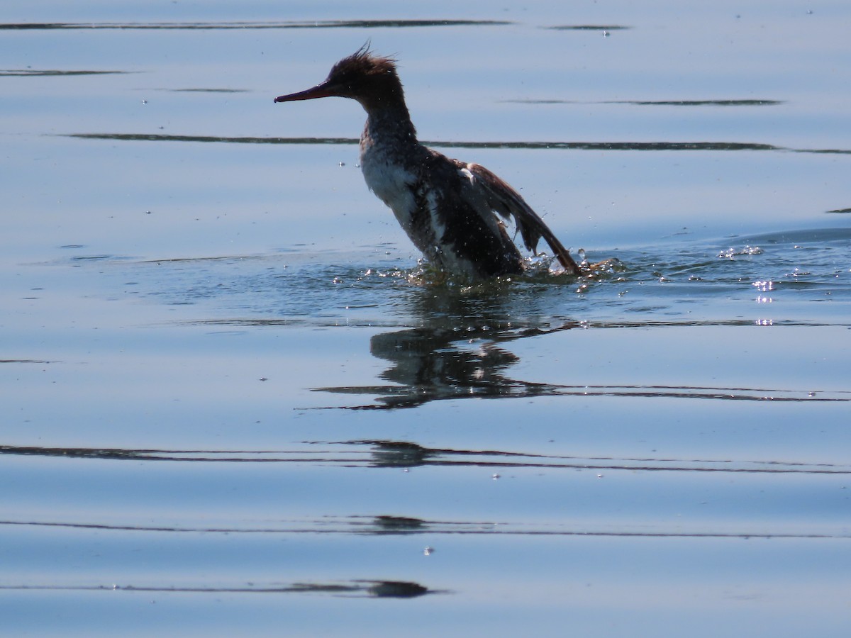 Red-breasted Merganser - Carla Bregman