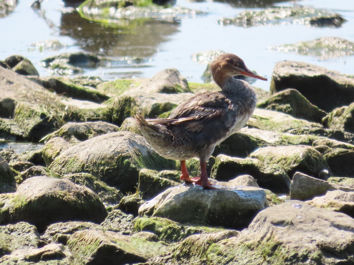 Red-breasted Merganser - Carla Bregman