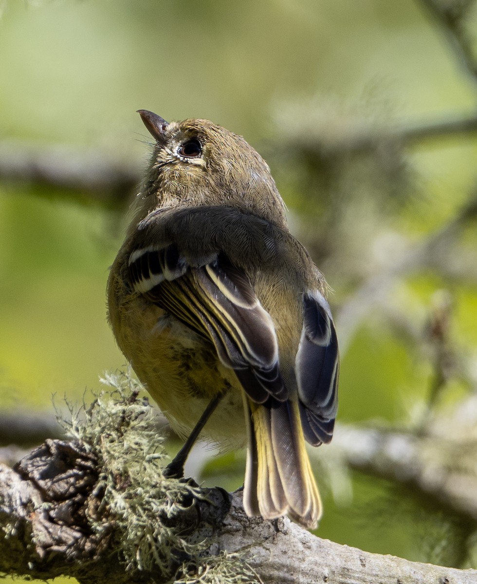 Hutton's Vireo - ML623371875