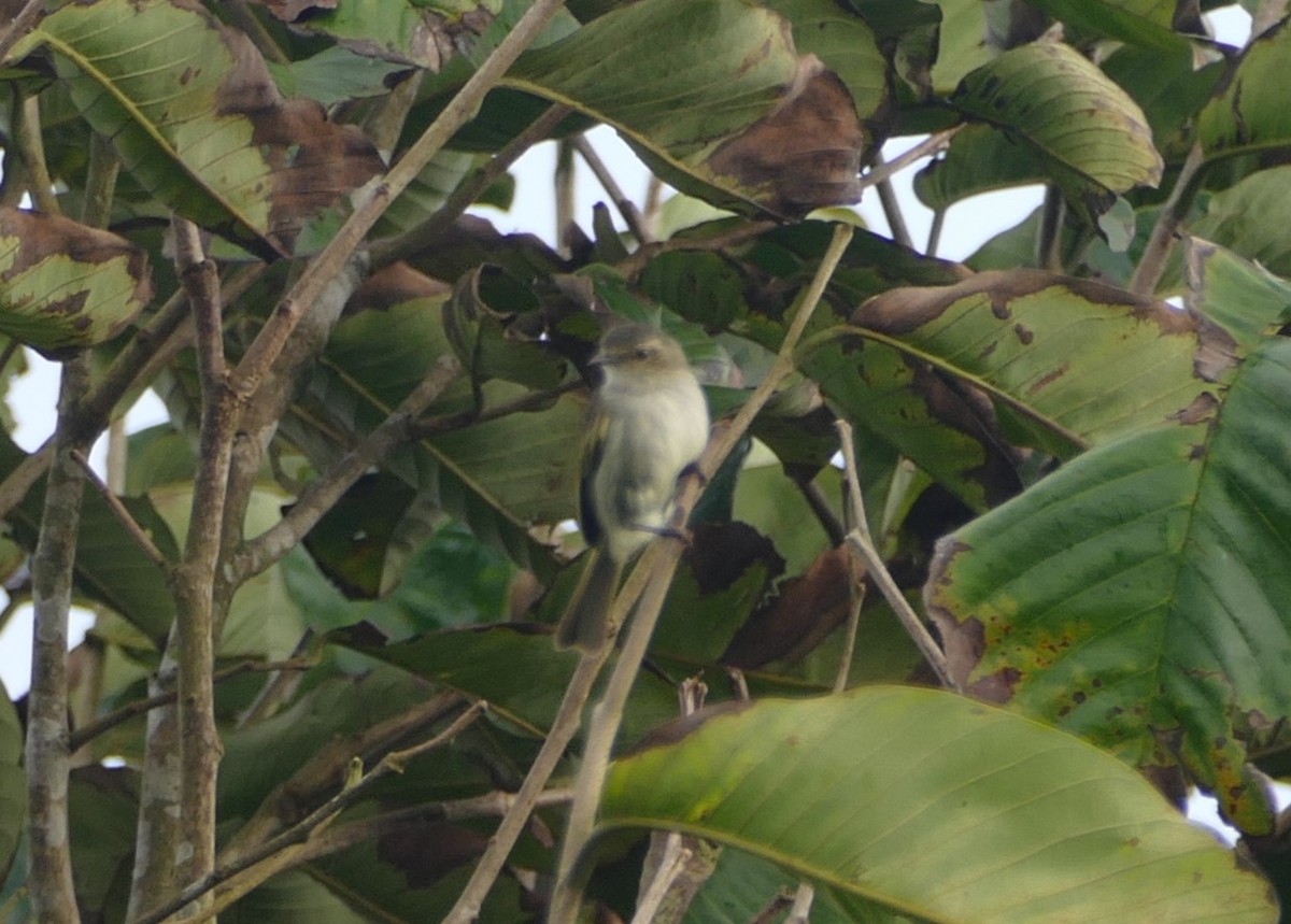 Mistletoe Tyrannulet - ML623371903