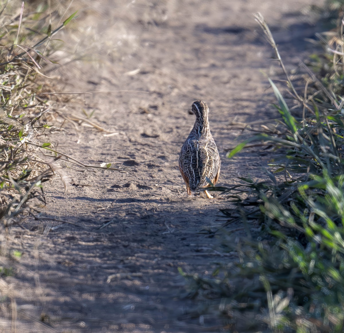 Harlequin Quail - ML623371935