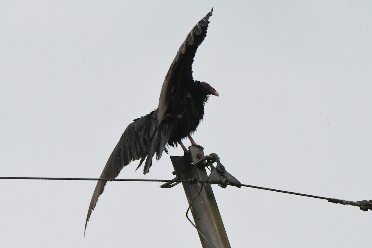 Turkey Vulture - ML623371994