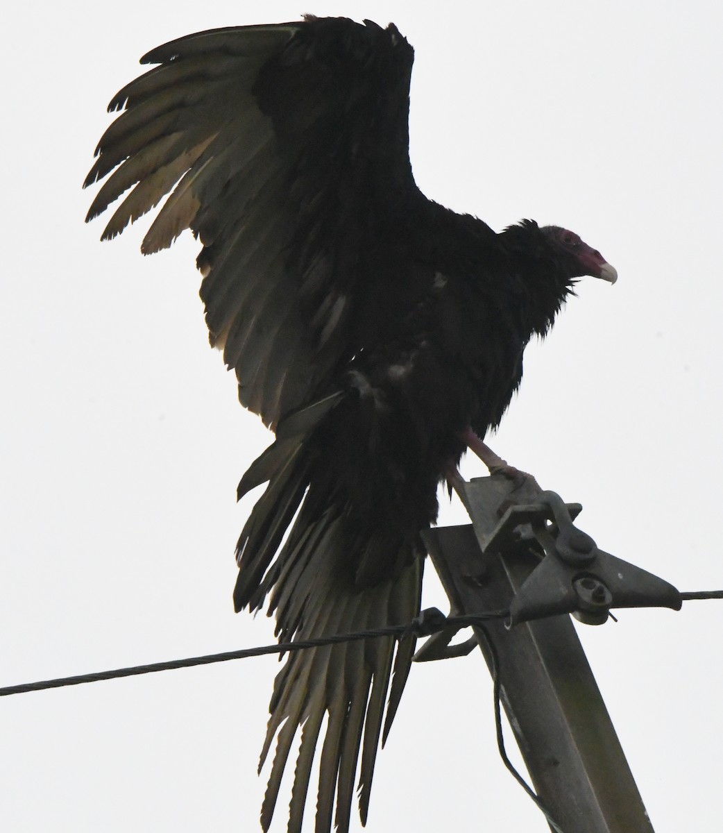 Turkey Vulture - ML623371995