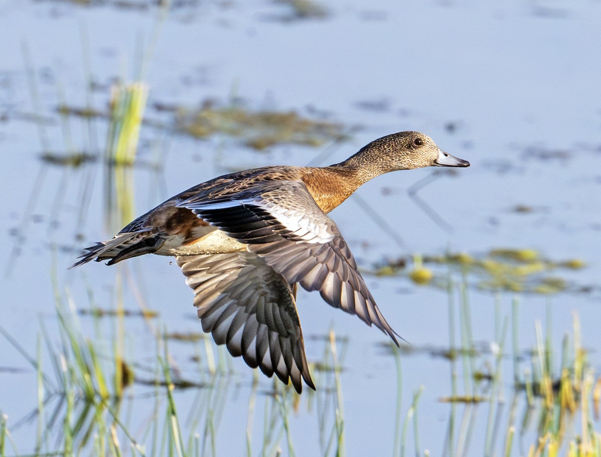 アメリカヒドリ - ML623372053