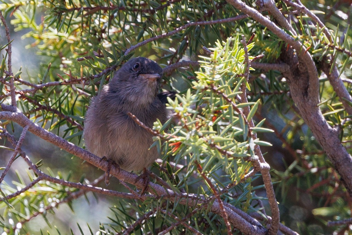 Marmora's Warbler - ML623372086