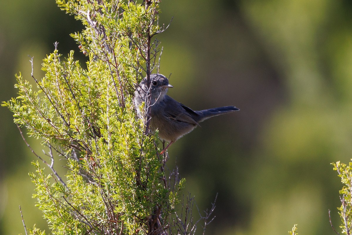 Marmora's Warbler - ML623372087