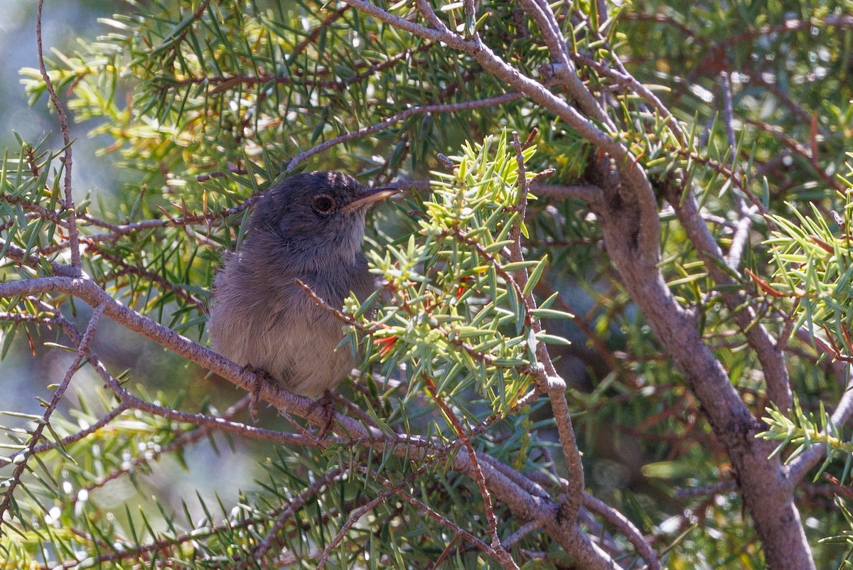 Marmora's Warbler - ML623372088