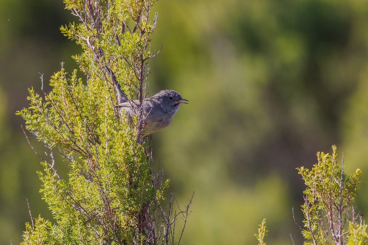 Marmora's Warbler - Henry Wyn-Jones