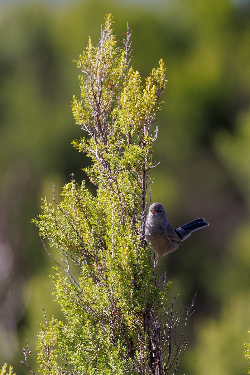 Marmora's Warbler - ML623372090