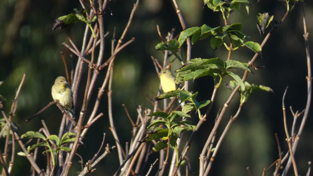 Lesser Goldfinch - ML623372128