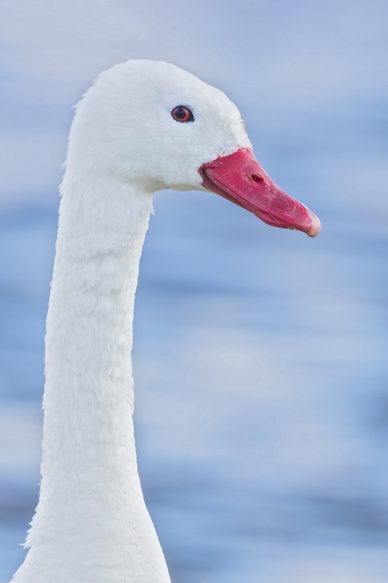 Coscoroba Swan - Dubi Shapiro