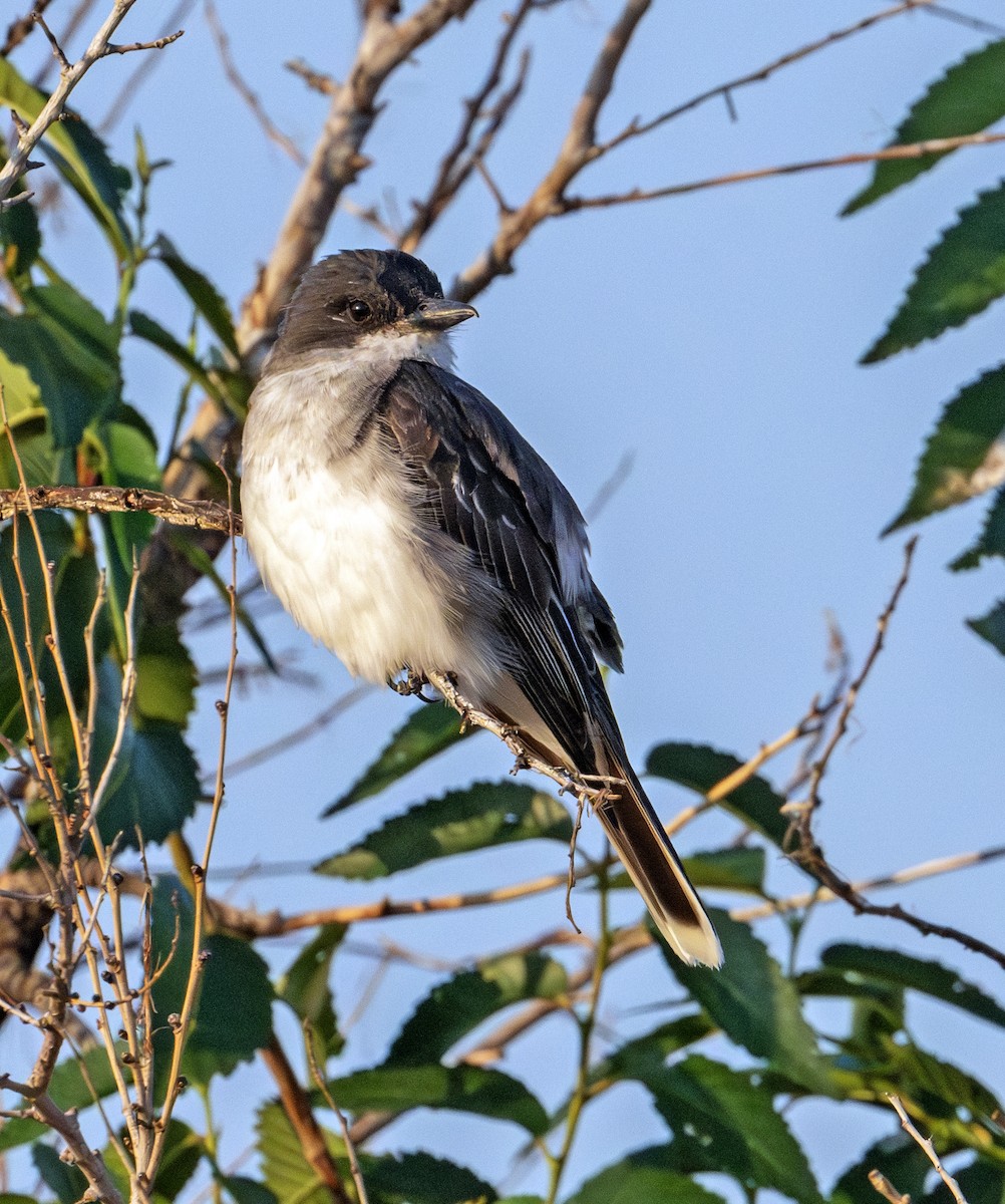 Eastern Kingbird - Greg Courtney