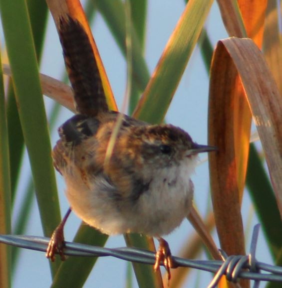 Marsh Wren - Cliff Long