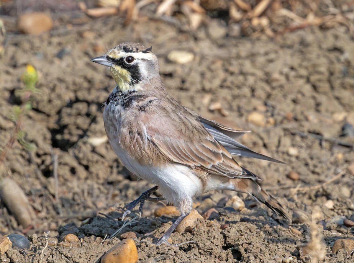 Horned Lark - ML623372293