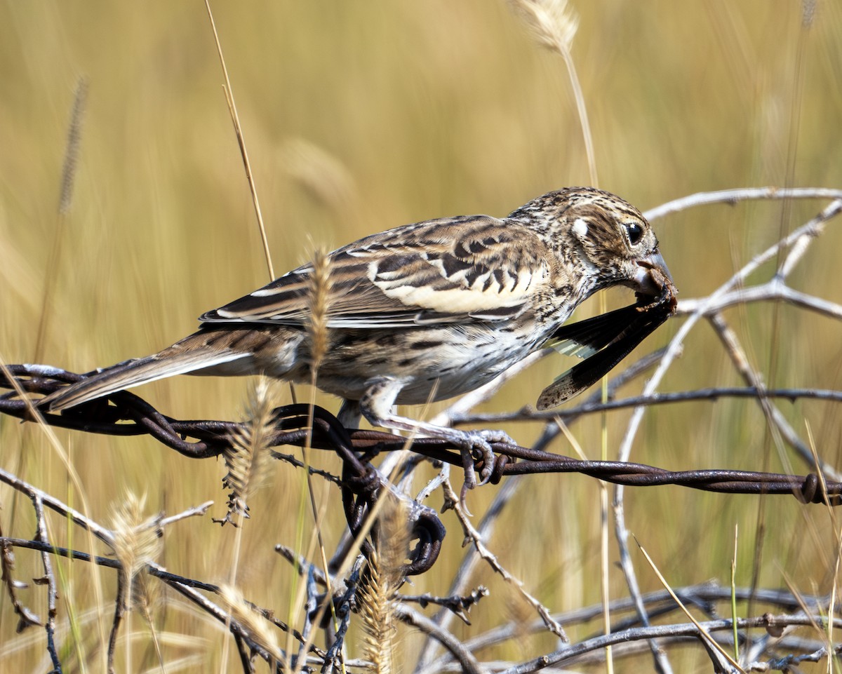 Lark Bunting - ML623372313