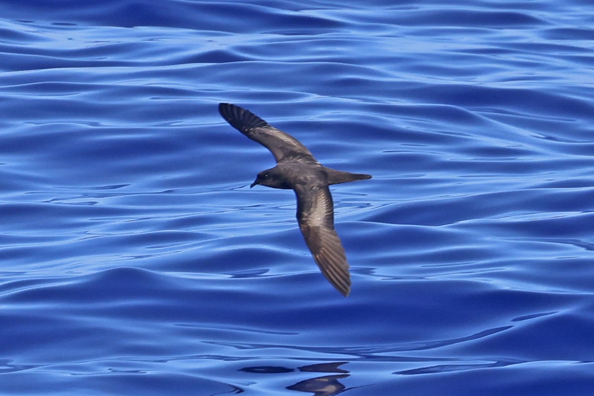 Bulwer's Petrel - ML623372324