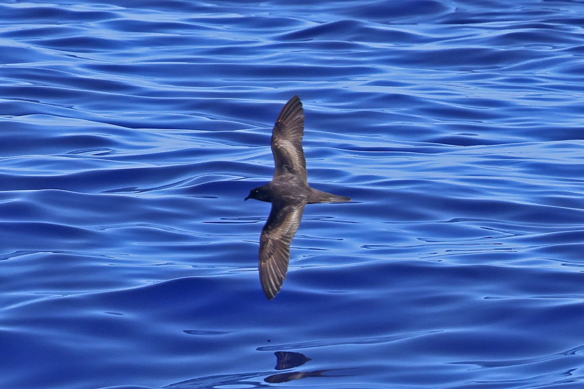 Bulwer's Petrel - ML623372325