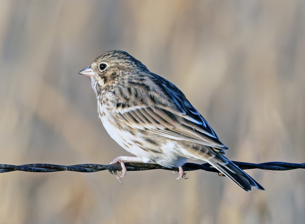 Vesper Sparrow - ML623372326