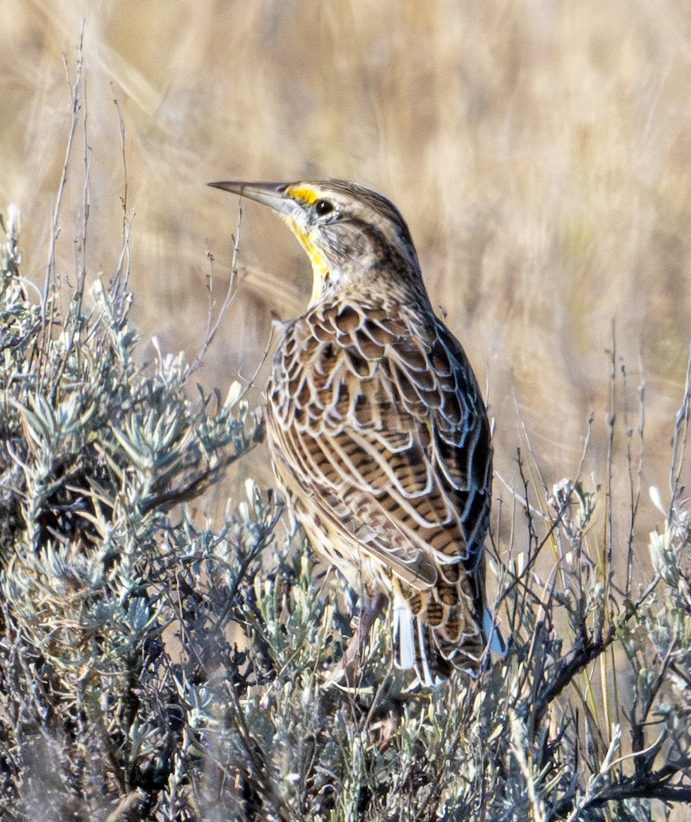 Western Meadowlark - ML623372340