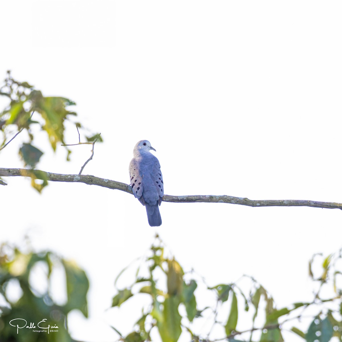 Blue Ground Dove - Pablo Eguia