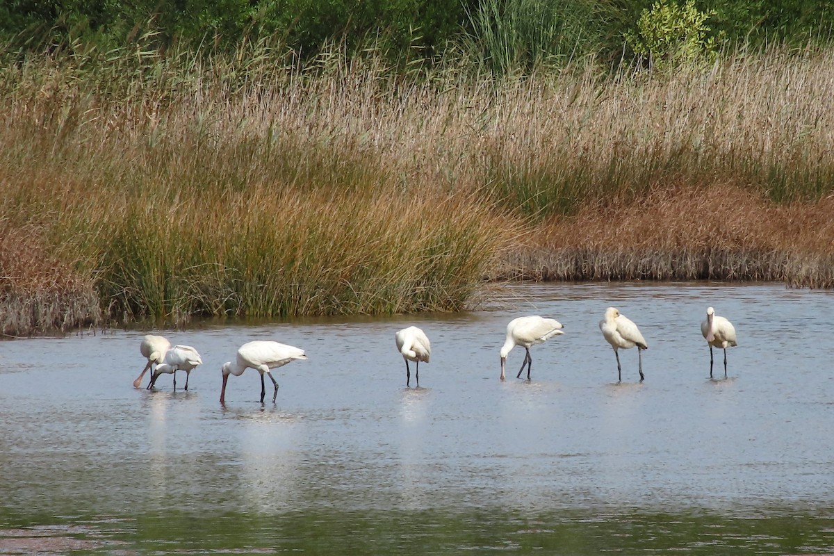 Eurasian Spoonbill - ML623372392