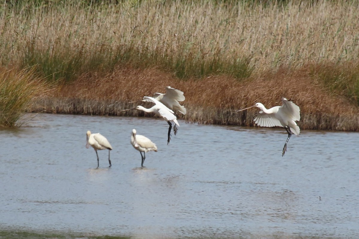 Eurasian Spoonbill - ML623372394