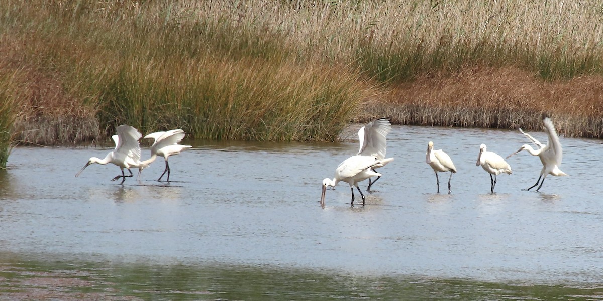 Eurasian Spoonbill - ML623372395